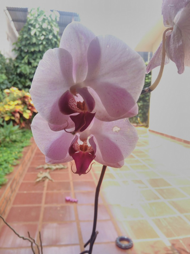orquídea