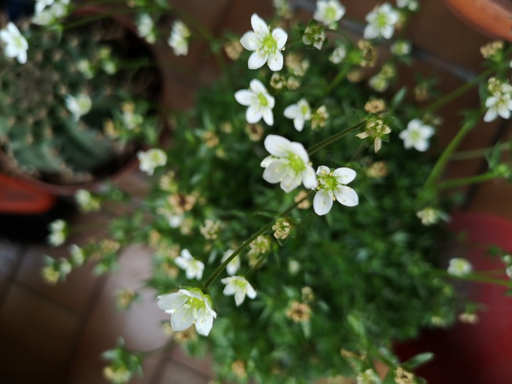 i miei fiori