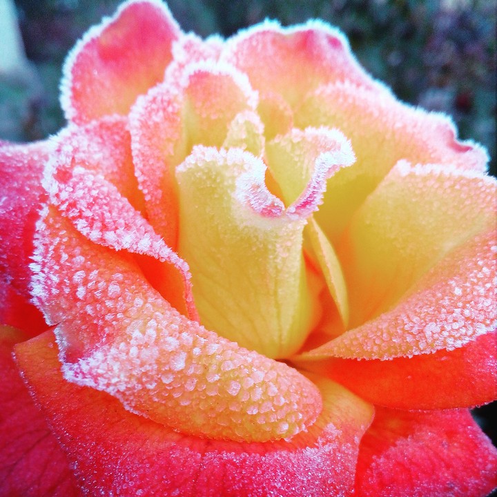 rose ?