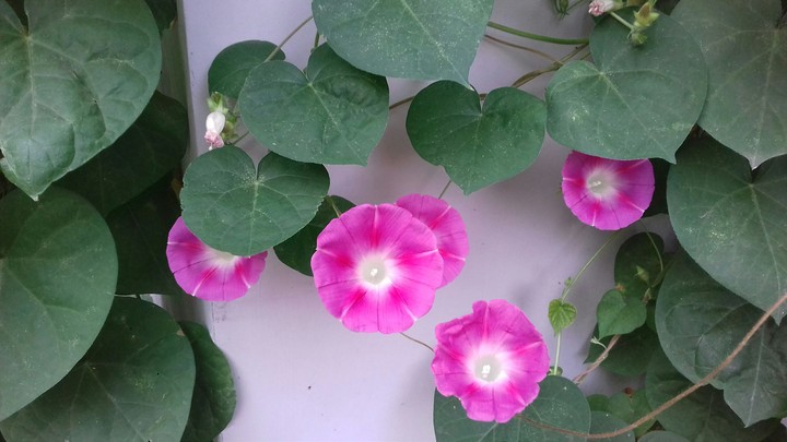 flowers
