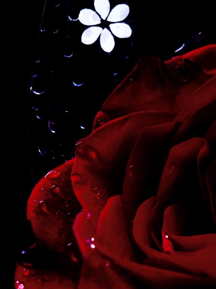 Dewy rose