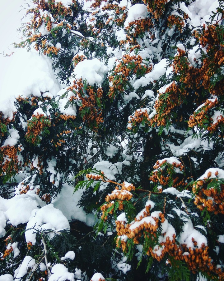 snow