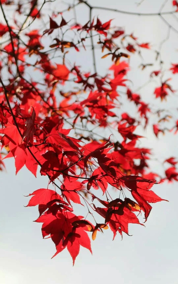 Red leaves