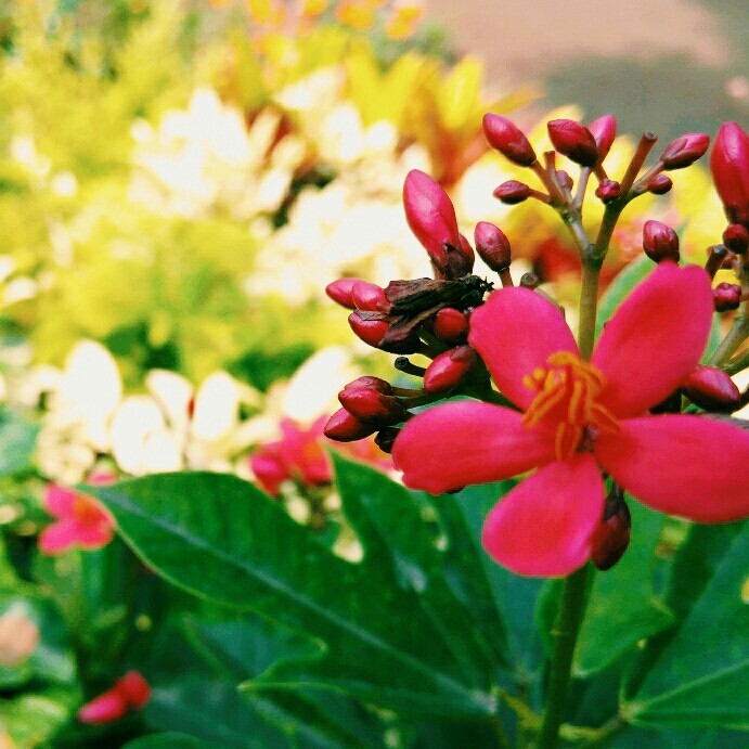 Red Flower