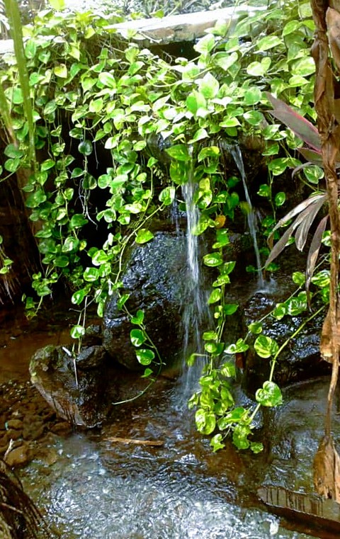 photos money plant