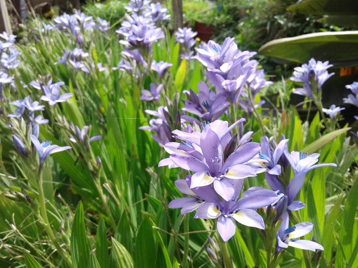 Purple Flowers