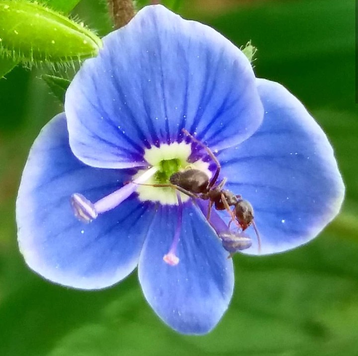 ant & little blue flower
