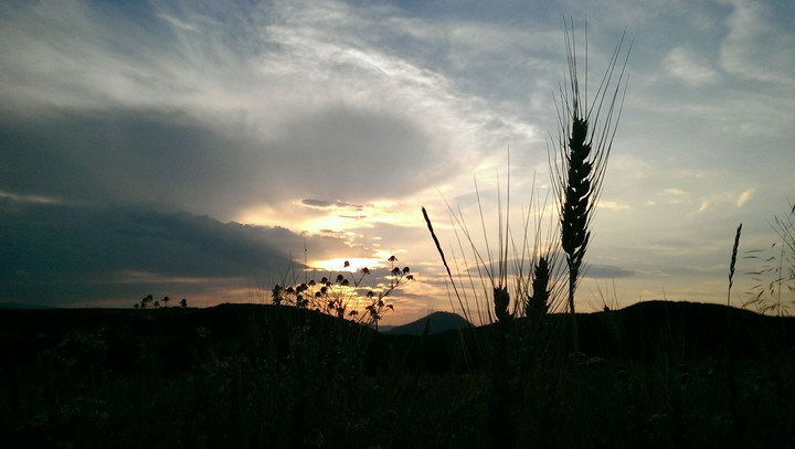 Sunset over field