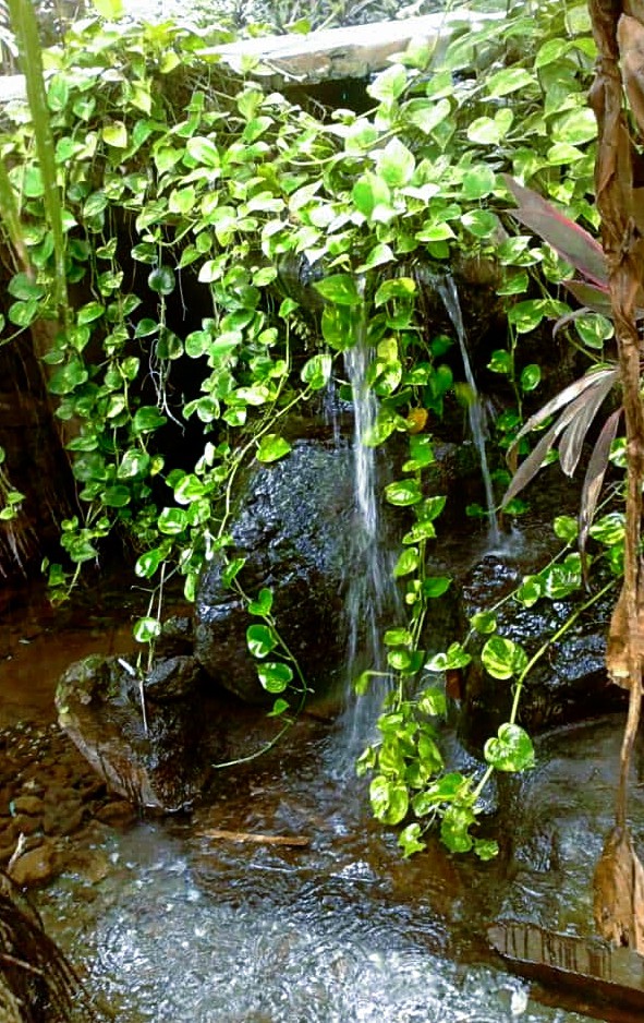 photos money plant