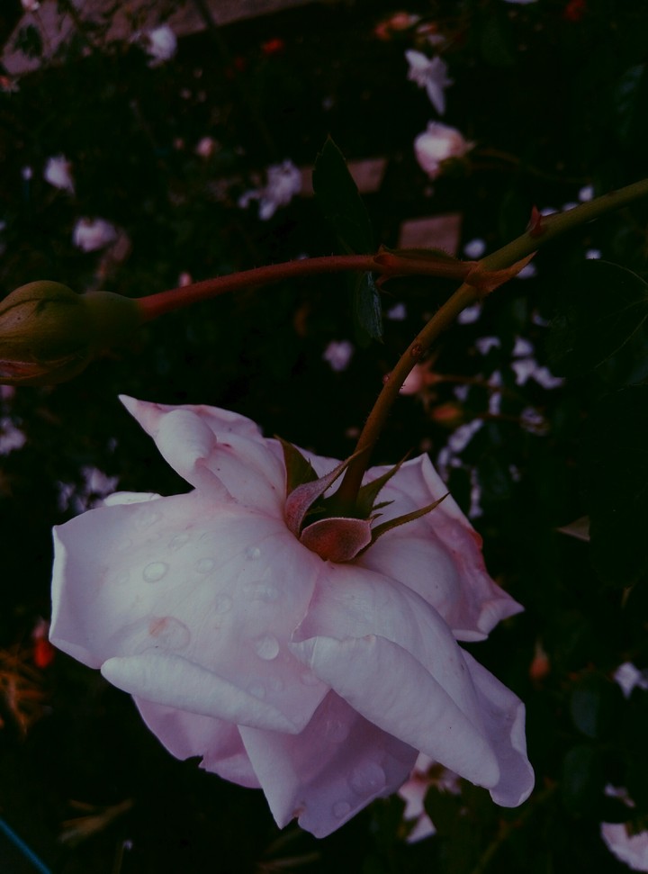 wite rose 2