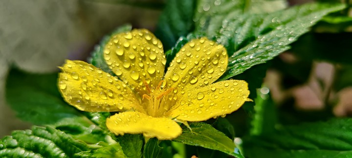 Yellow Beauty