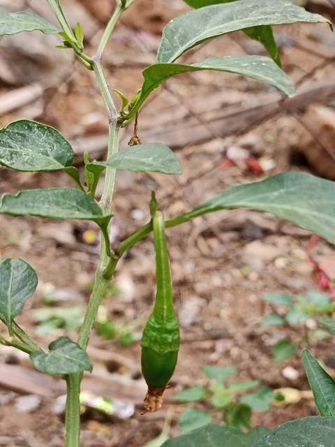 тапети nature, spicy