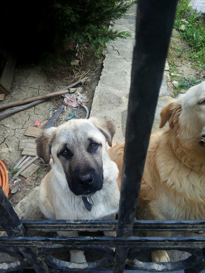KANGAL