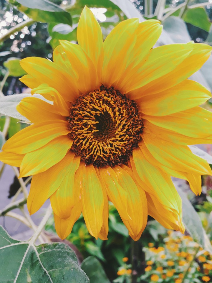 Sunflower