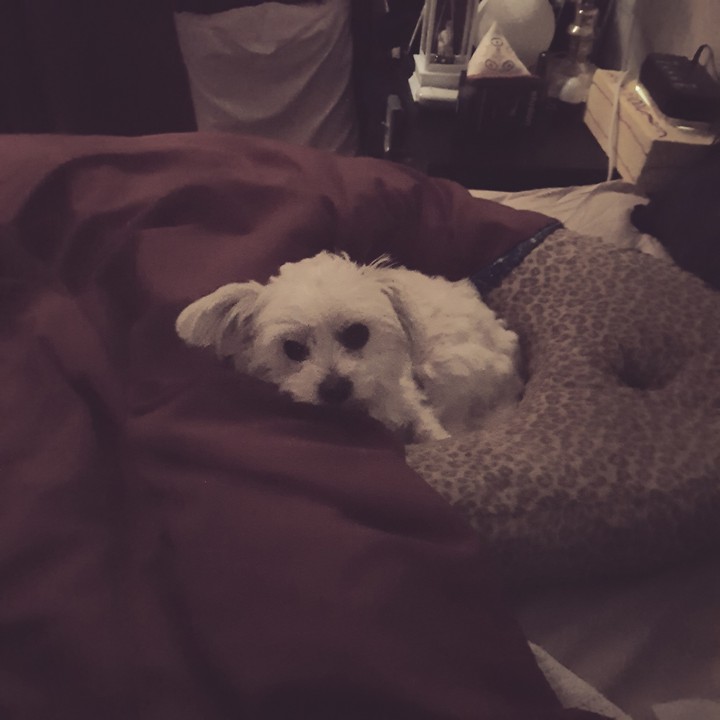 Bear