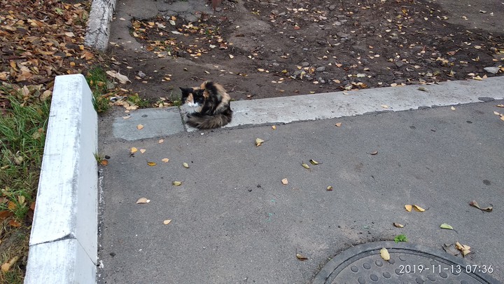 cat