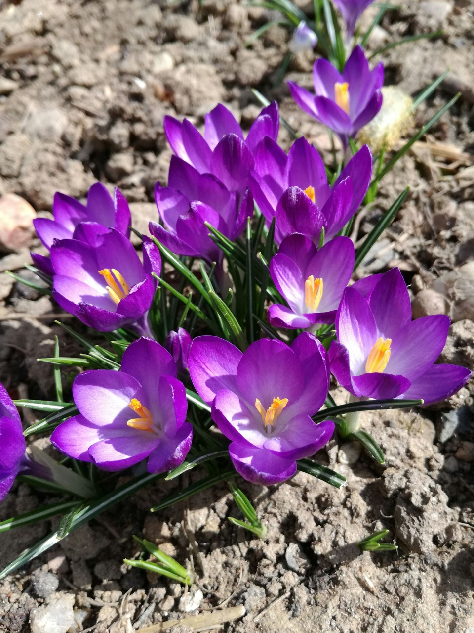 crocus