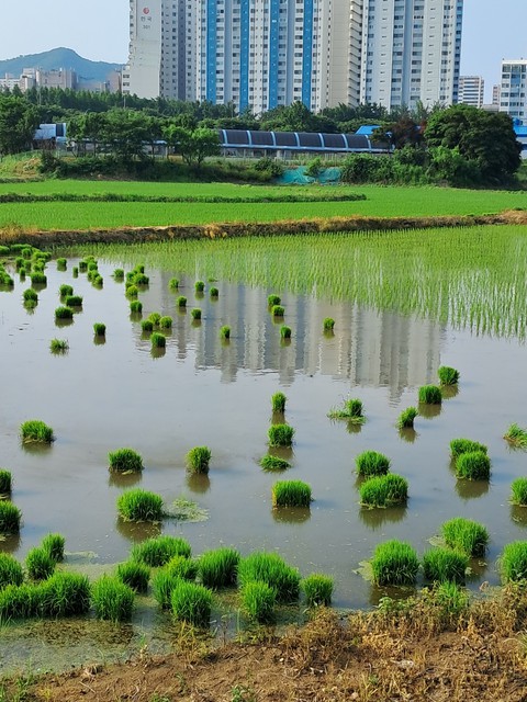 hình nền Building, vegetation