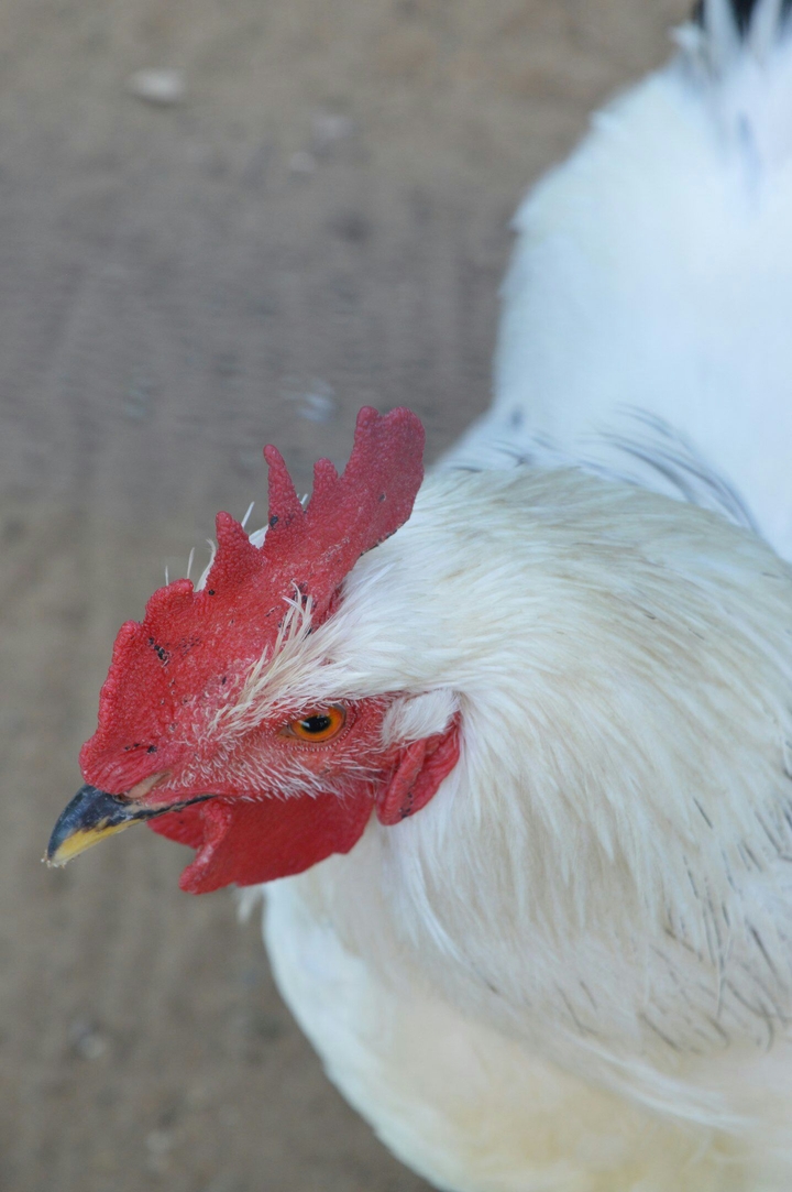 bird