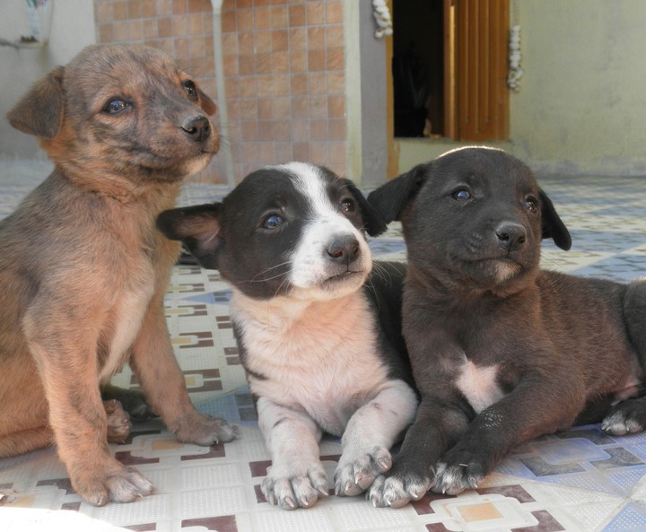3 idiot