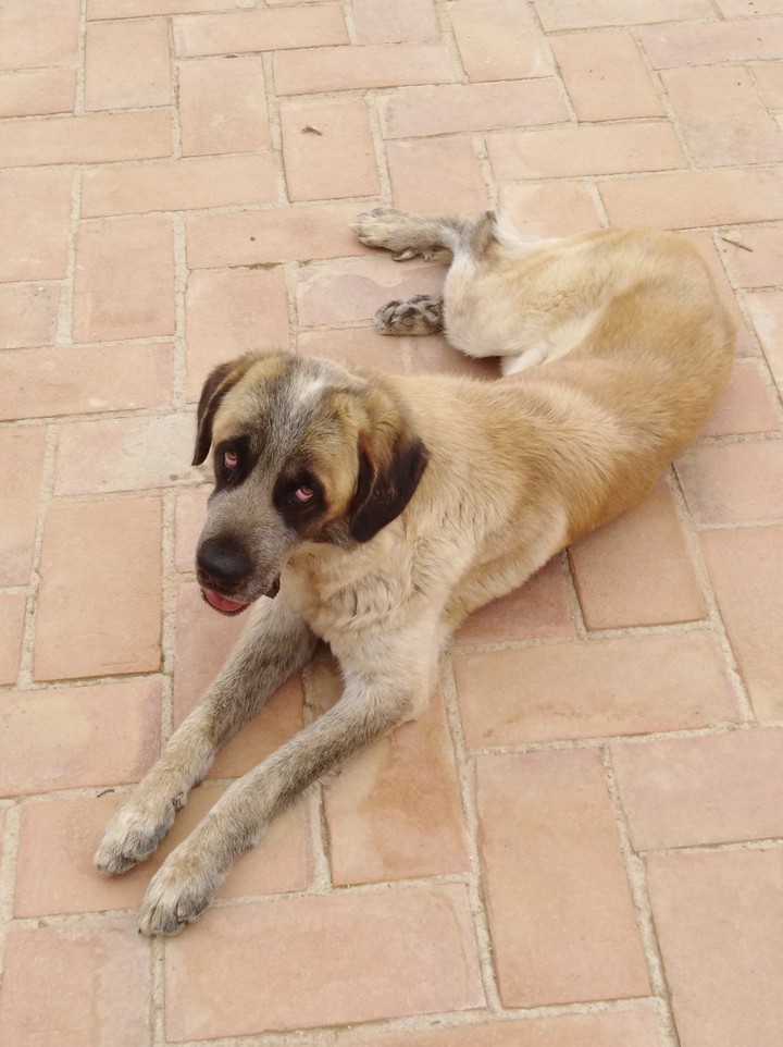 My dog