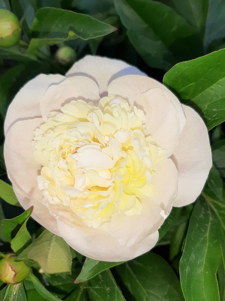 Peony