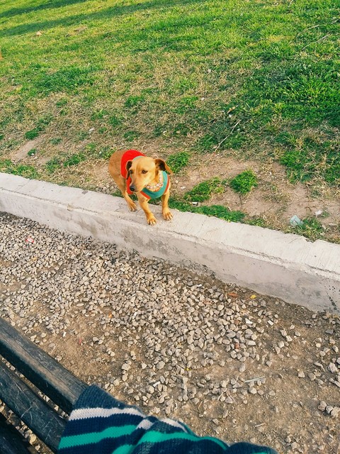 pet