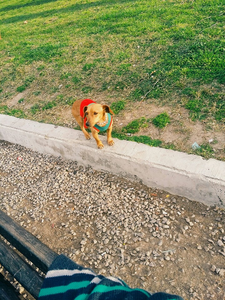 pet