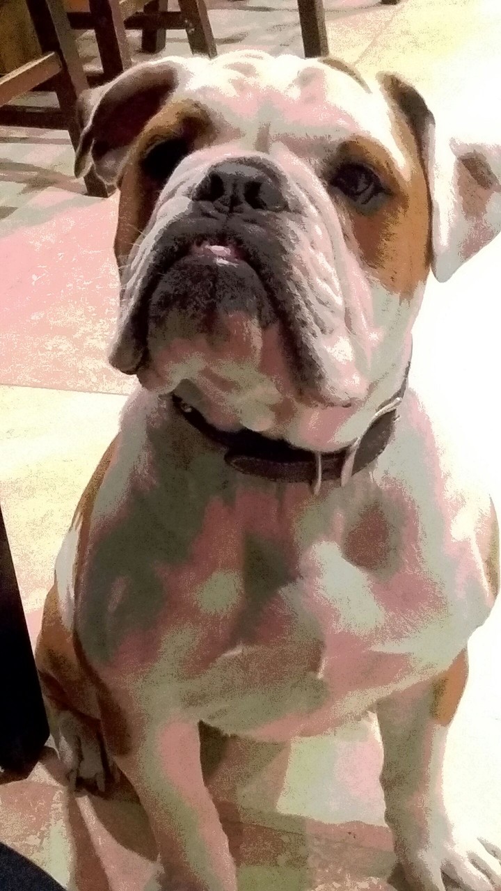 Englush Bulldog