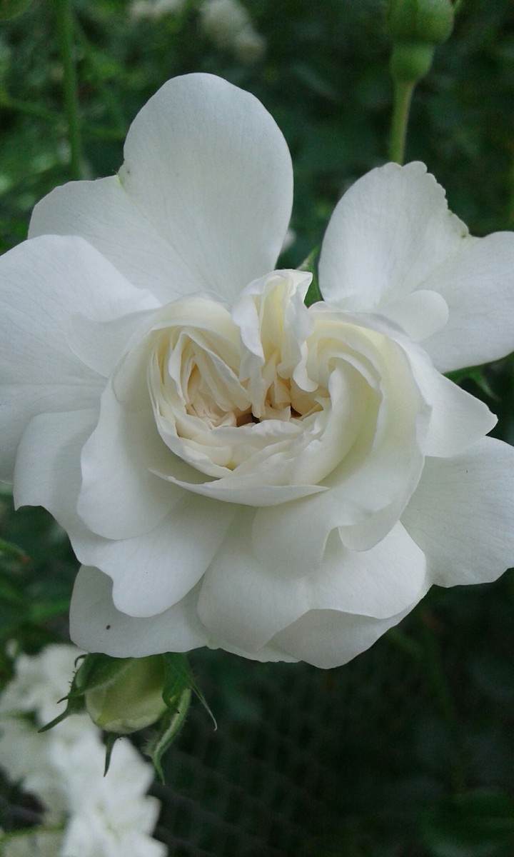 Just 1 rose