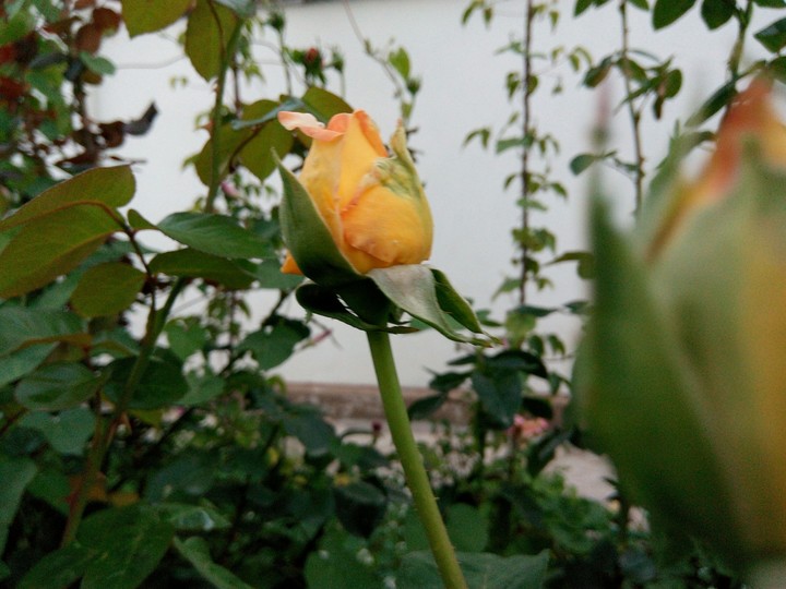 roses