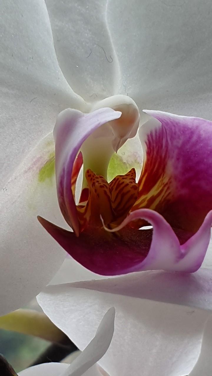 Step into flowers