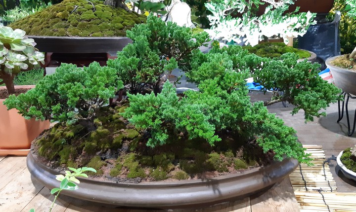 bonsai