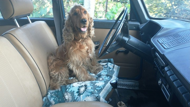 A dog who loves to drive a car