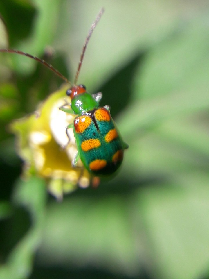 Ladybug 