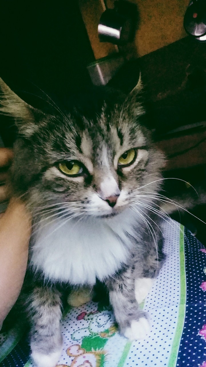 Gatos