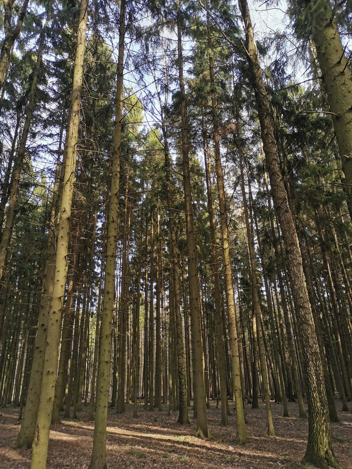 лес