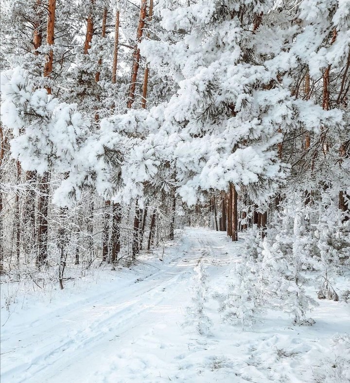 Снежные шубки