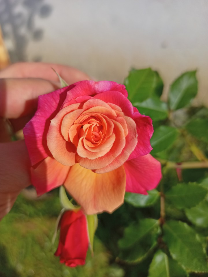 Rose ?