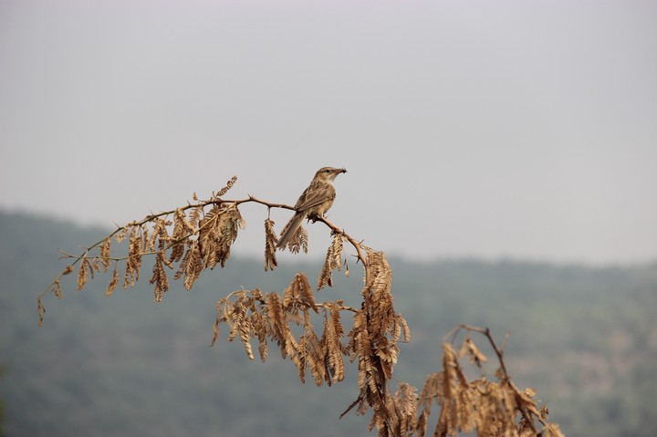 bird