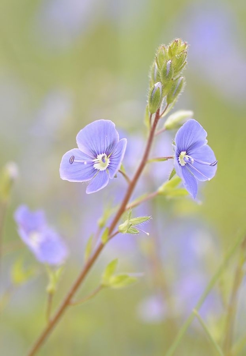 plant, flower wallpapers