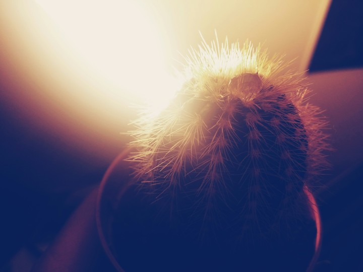 cute cactus