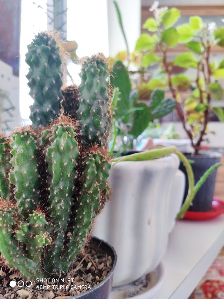 our little flower pots