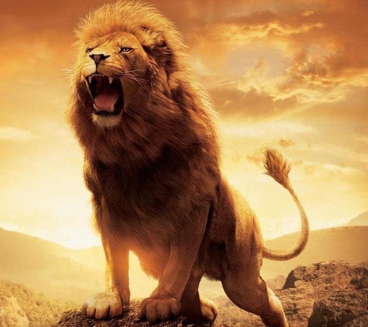 lion
