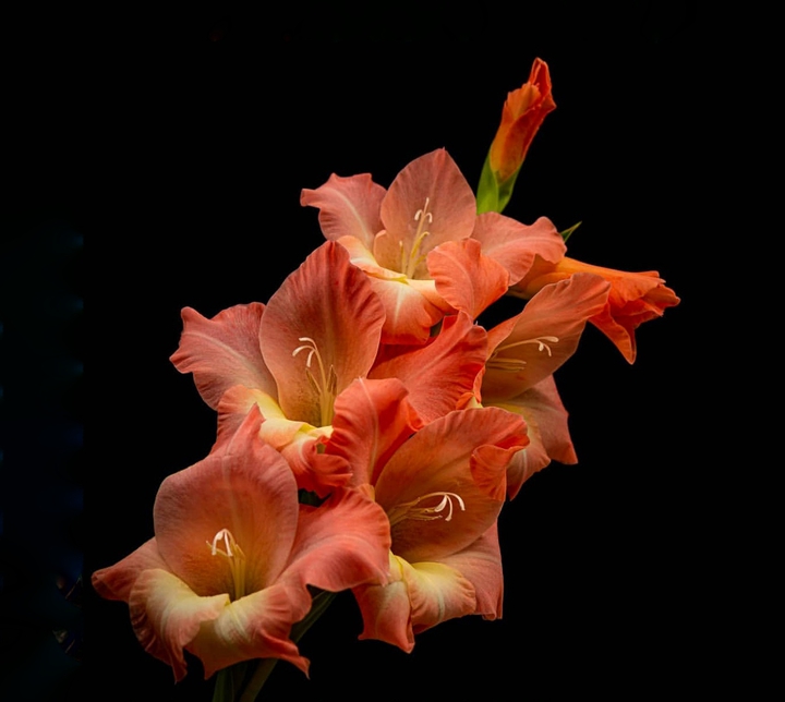 Gladiolus
