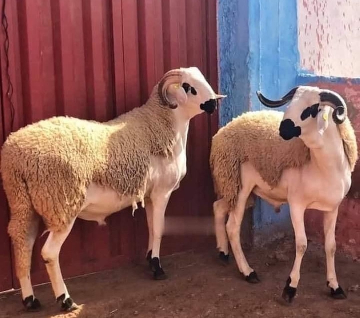 عيد الاضحى