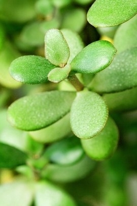 amit nature