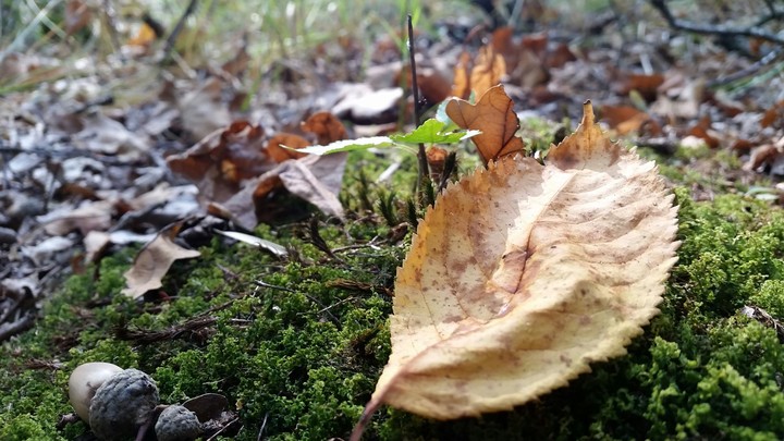leaf
