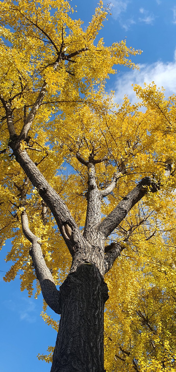ginkgo