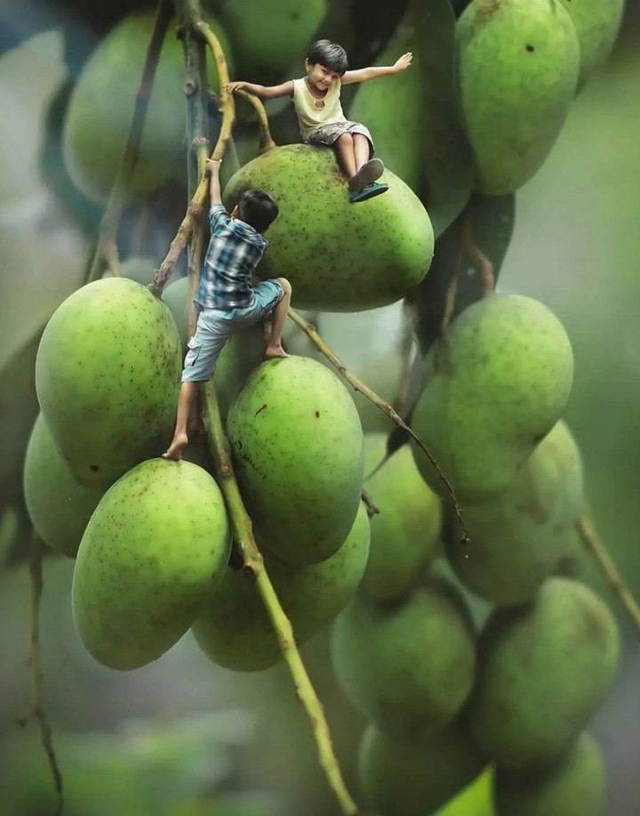 mango pic